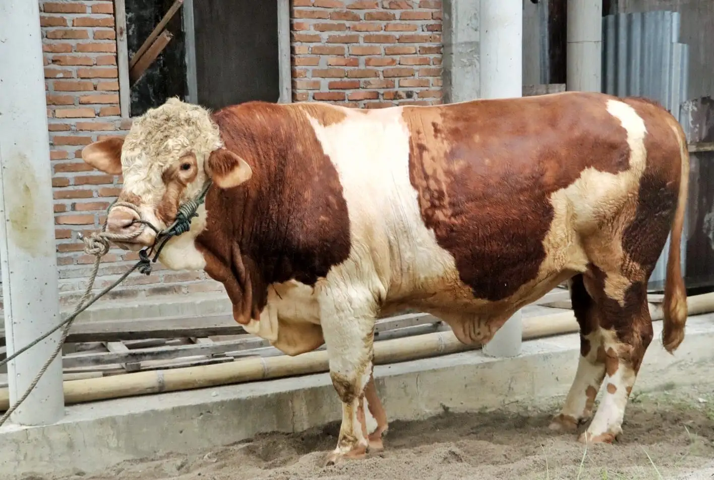 Qurban Bantuan Presiden RI di Masjid Al-Aksho Gunung Malela, Bupati Simalungun Ucapkan Terimakasih