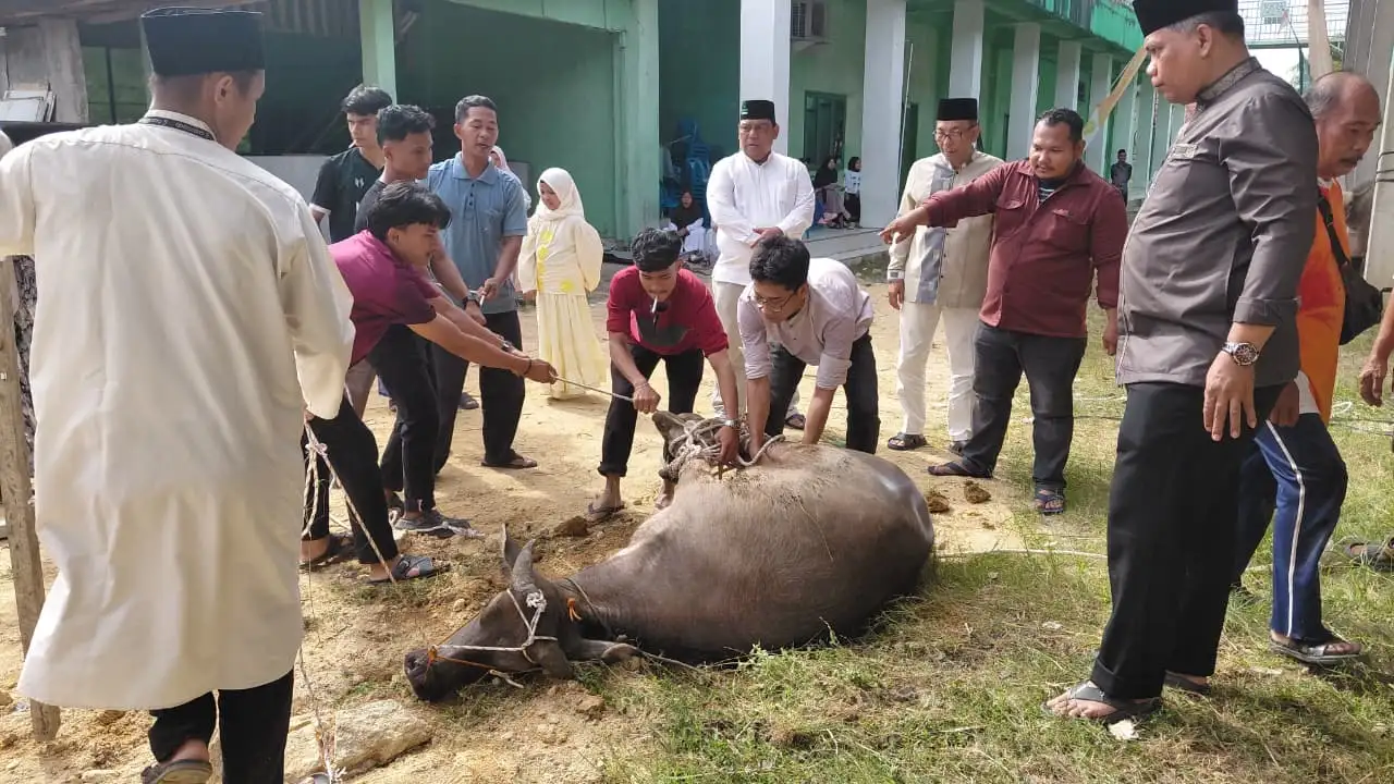 IBTA Laksanakan Penyembelihan 3 Ekor Kerbau Kurban