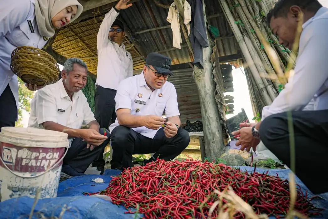 Panen Cabai di Payabakung, Bupati Pastikan Dukungan untuk Petani Terus Diperkuat
