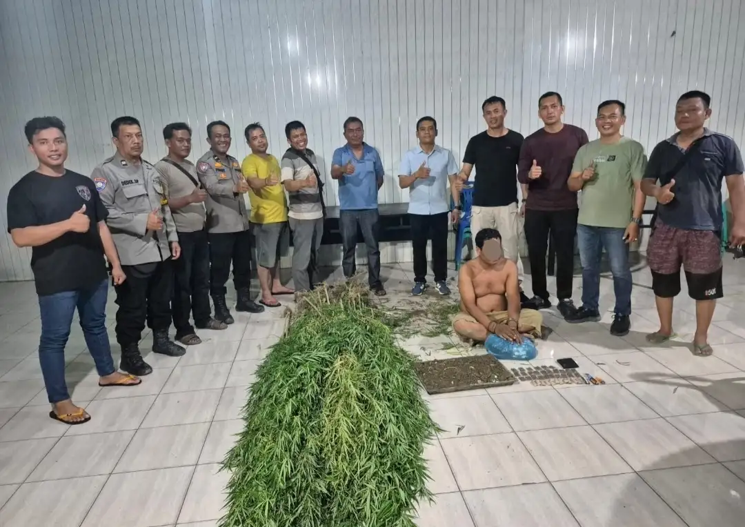 Temukan Tanaman Ganja, Polsek Tanjung Morawa Polresta Deli Serdang Amankan Pelaku
