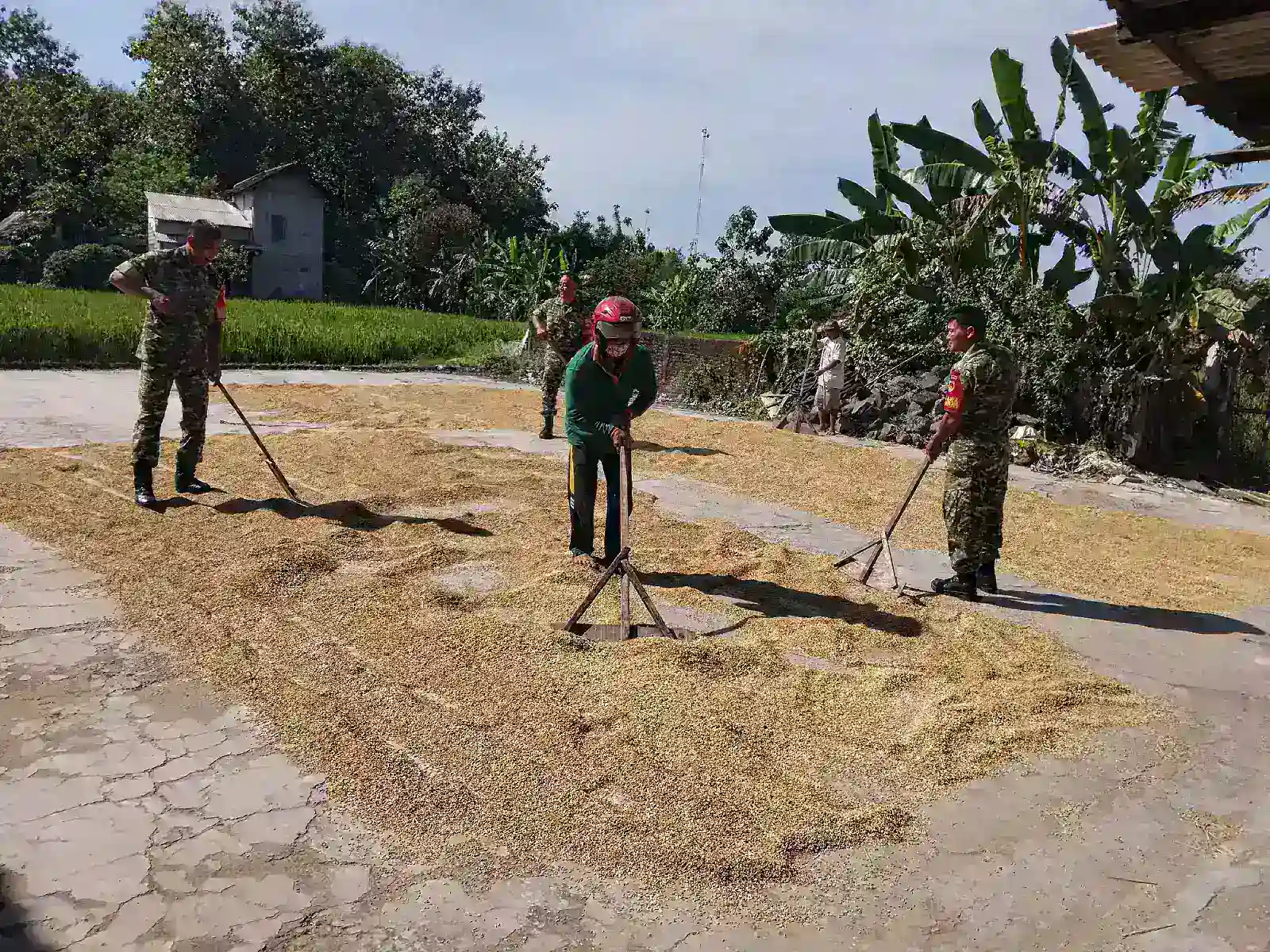 Babinsa Kalijambe Turun ke Jemuran Padi, Pastikan Kualitas Gabah Petani Tetap Terjaga