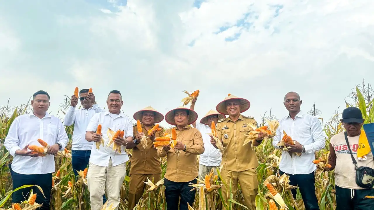 Lomlom Suwondo Tekankan Pentingnya Hilirisasi, Ungkapnya Saat Panen Jagung di Percut